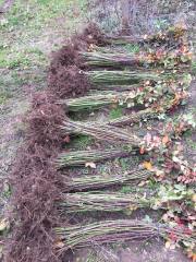 Chester Böğürtlen Fidanı