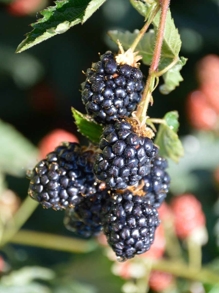 10 adet Chester Böğürtlen Fidanı