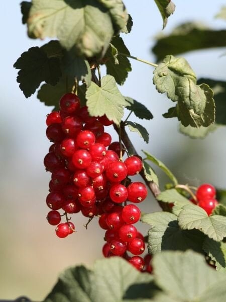 Kırmızı Frenk Üzümü Fidanı