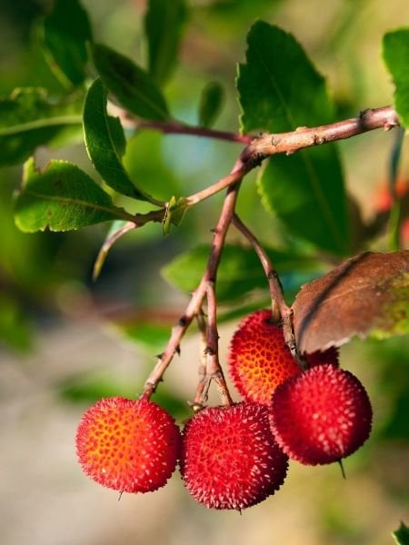 Kocayemiş Dağ Çileği Fidanı