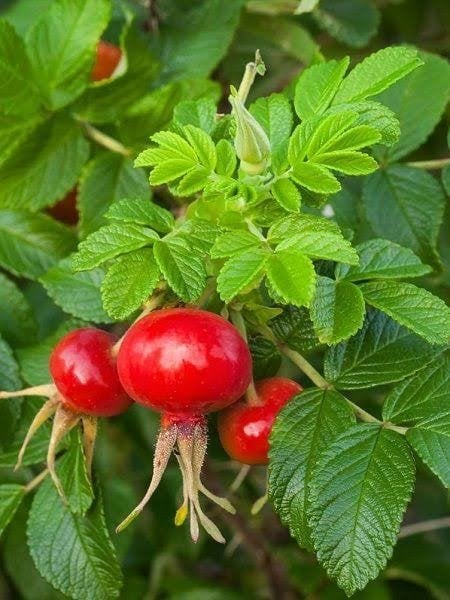 Rose rugosa iri Kuşburnu Fidanı