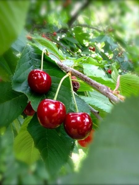 Ziraat 900 Napolyon Kiraz Fidanı