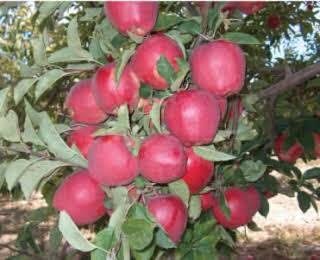 Starkrimson Elma Fidanı