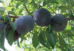 Angeleno Erik Fidanı