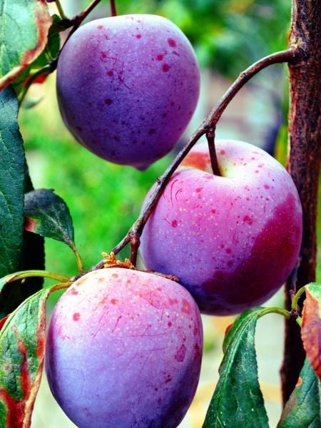 Angeleno Erik Fidanı