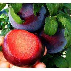 Black Diamond Erik Fidanı