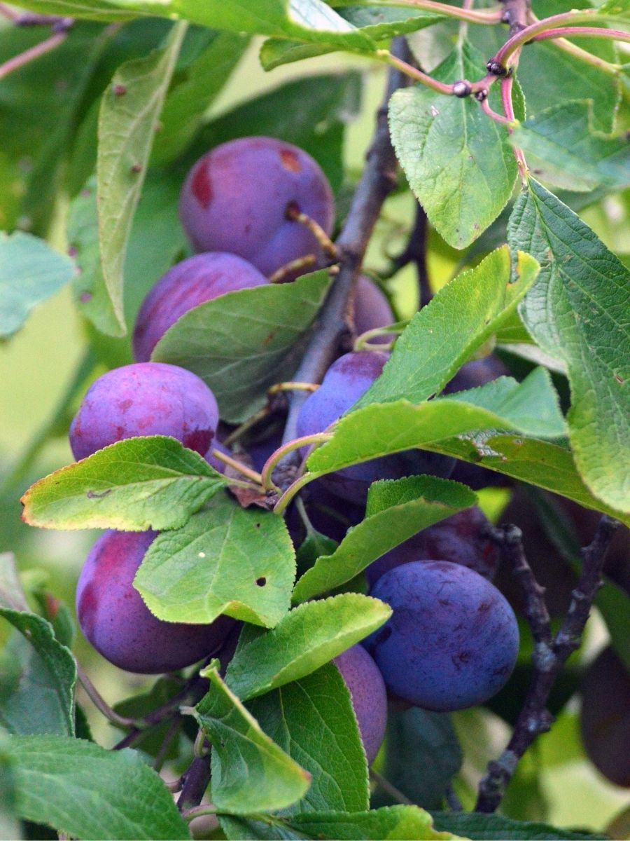 Black Diamond Erik Fidanı