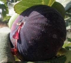 Bursa Siyah İncir Fidanı(açık kök)