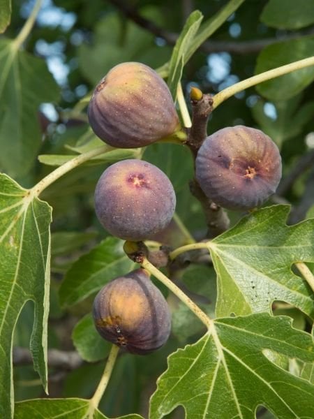 Bursa Siyah İncir Fidanı(açık kök)