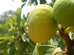 Beyaz İncir Fidanı (Açık Kök)