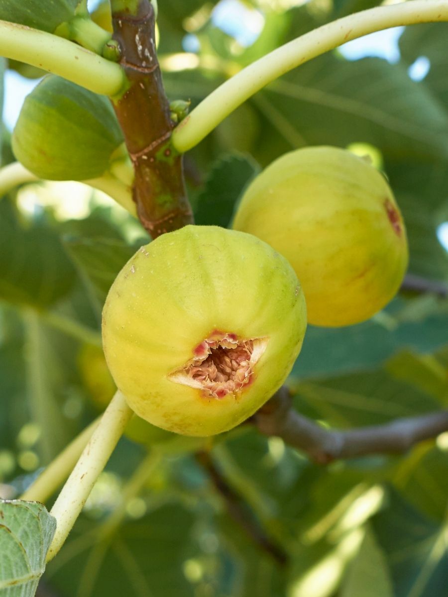 Beyaz İncir Fidanı (Açık Kök)