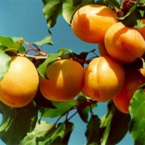 Şekerpare Kayısı Fidanı