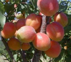 Roxsana Kayısı Fidanı