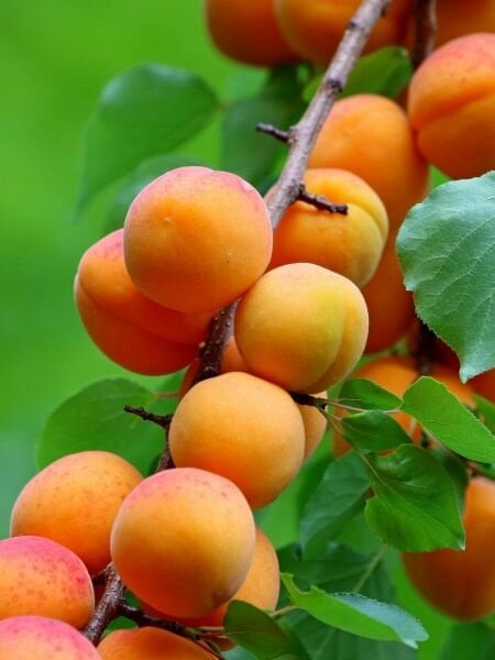 Roxsana Kayısı Fidanı