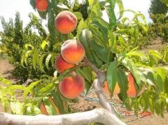 Glohaven Şeftali Fidanı