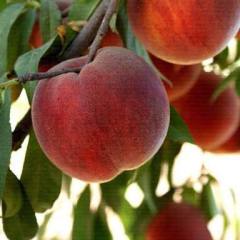 Cresthaven Şeftali Fidanı