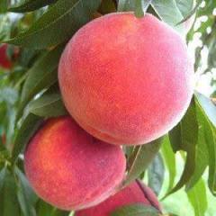 Cresthaven Şeftali Fidanı