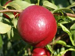 Nektarin Tüysüz Şeftali Fidanı (Açık Kök)