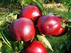 Nektarin Tüysüz Şeftali Fidanı (Açık Kök)