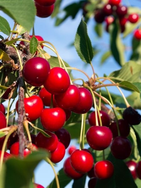 Kütahya Vişne Fidanı