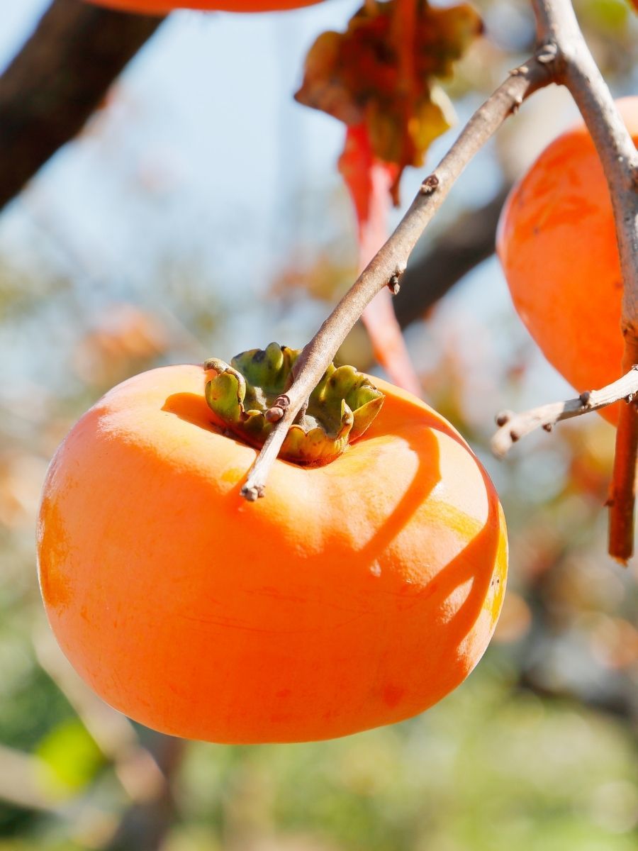 Trabzon Hurması Fidanı (açık kök)