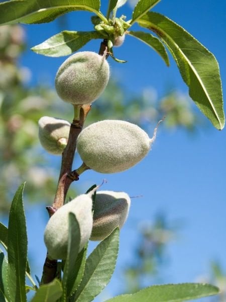 Ferragnes Badem Fidanı (Açık Kök)