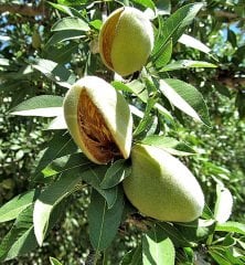 Ferradual Badem Fidanı