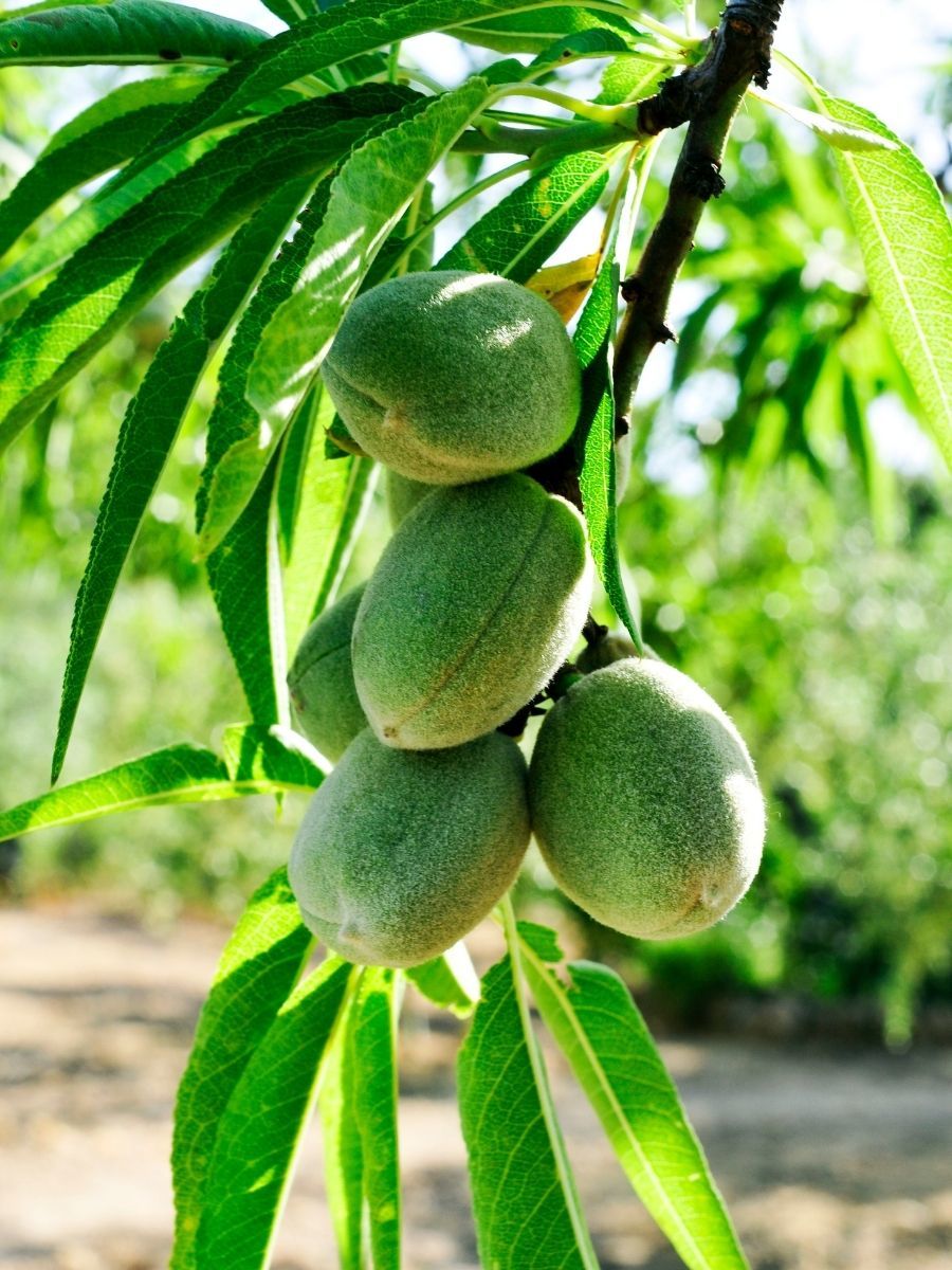 Ferradual Badem Fidanı