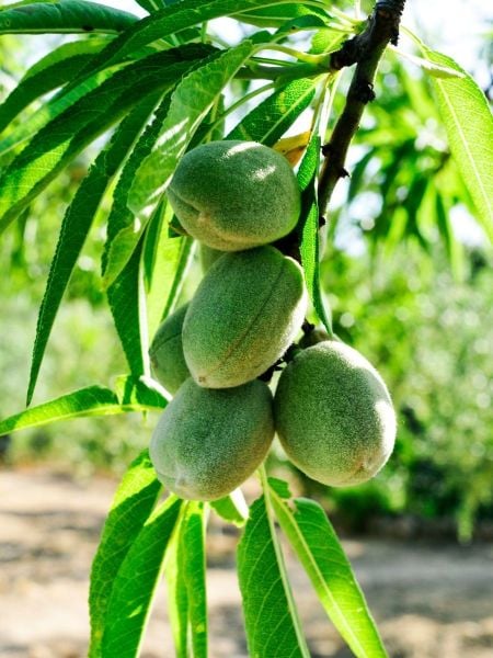 Ferradual Badem Fidanı