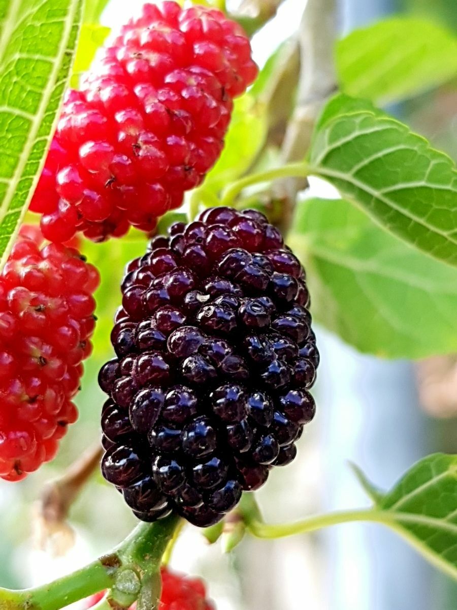 Avustralya Yediveren Kara Dut(açık kök)