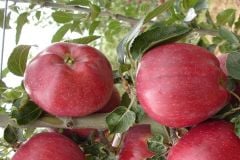 Red Chef Elma Fidanı