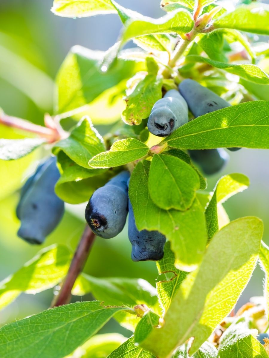 Honeyberry Bal Yemişi Fidanı