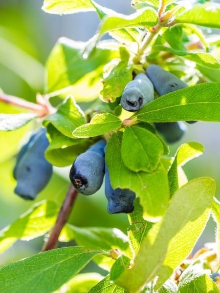 Honeyberry Bal Yemişi Fidanı
