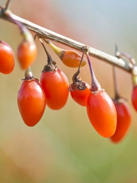 Sarı Goji Bery Fidanı