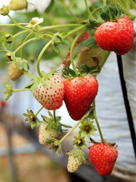 100 Adet Yediveren Çilek Fidesi (Açık Kök)
