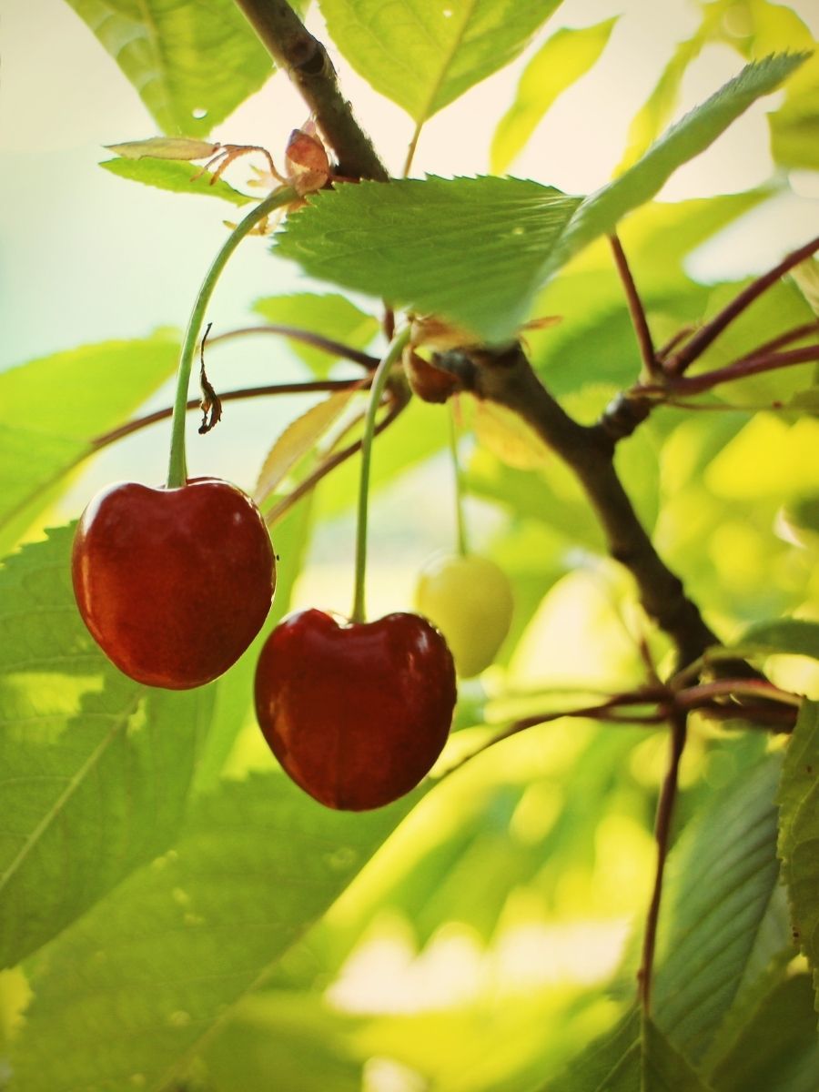 Early Burlet Kiraz Fidanı (açık kök)