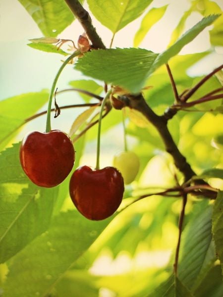 Early Burlet Kiraz Fidanı (açık kök)