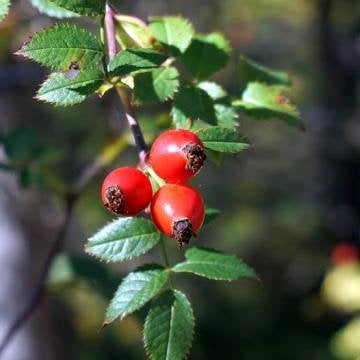 Dikensiz kuşburnu (Rose canina)