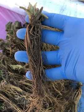 10000 adet yediveren çilek fidesi(açık kök)