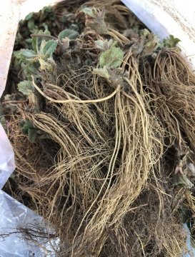 10000 adet yediveren çilek fidesi(açık kök)