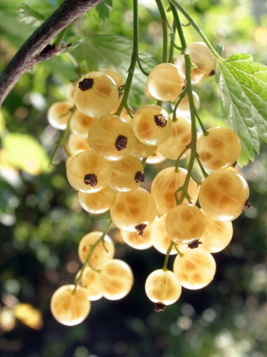 Sarı Frenk Üzümü (1 yaşlı)