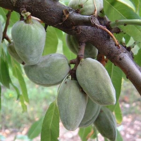 14 adet Karışık Meyve Fidanı