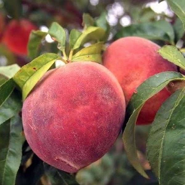 14 adet Karışık Meyve Fidanı