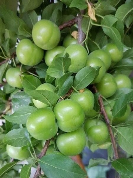 14 adet Karışık Meyve Fidanı