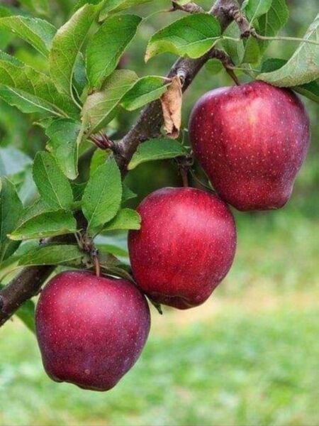 14 adet Karışık Meyve Fidanı