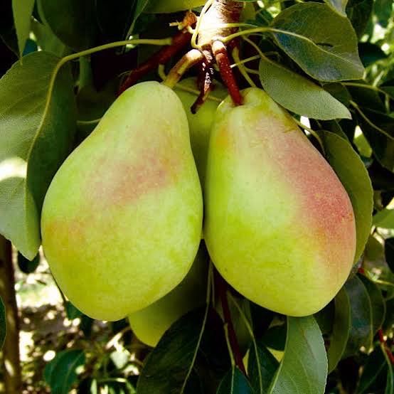 14 adet Karışık Meyve Fidanı