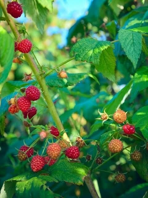 10 adet  Ahududu Fidanı