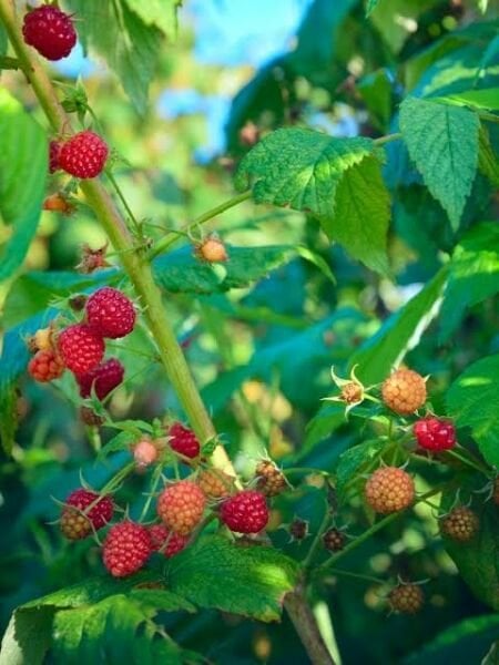 10 adet  Ahududu Fidanı