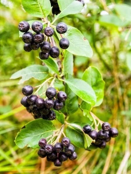 Aronia Fidanı(10 adet)