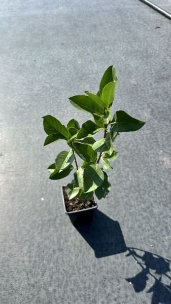 50 Adet Aronia Fidanı